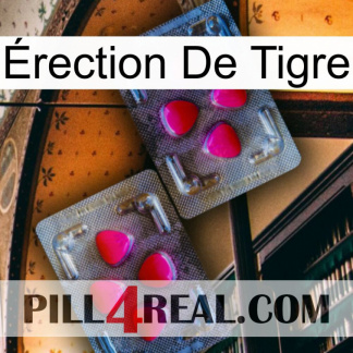 Érection De Tigre 15
